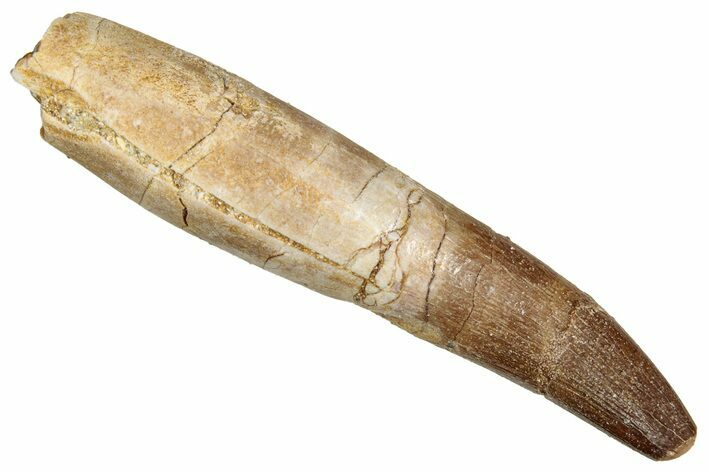 Fossil Plesiosaur (Zarafasaura) Tooth - Morocco #344257